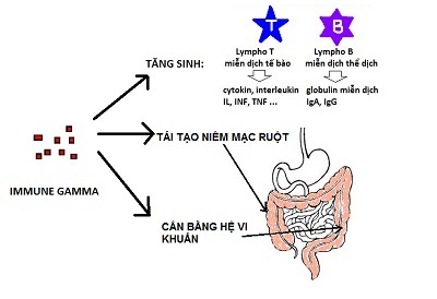 Immune - Gamma: "Lối ra" cho căn bệnh đại tràng - 2