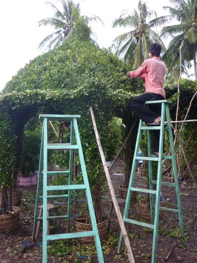 Cây kiểng xứ dừa - 9 Cây kiểng xứ dừa - 9