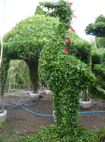 Cây kiểng xứ dừa - 3 Cây kiểng xứ dừa - 3