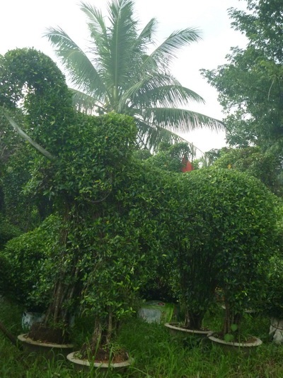 Cây kiểng xứ dừa - 6 Cây kiểng xứ dừa - 6