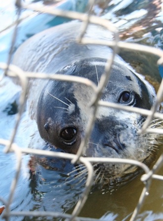 Hải cẩu “lưu lạc” vào vùng biển Thừa Thiên - Huế - 2