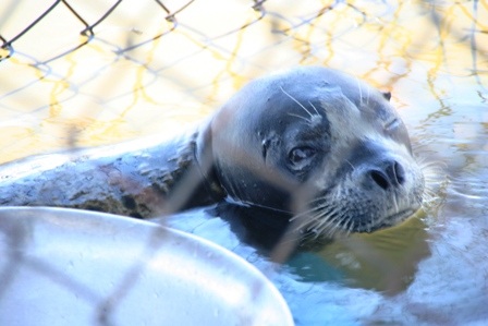Hải cẩu “lưu lạc” vào vùng biển Thừa Thiên - Huế - 3