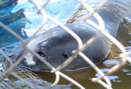 Hải cẩu “lưu lạc” vào vùng biển Thừa Thiên - Huế - 4