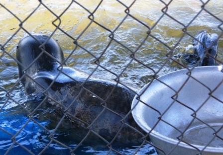 Hải cẩu “lưu lạc” vào vùng biển Thừa Thiên - Huế - 5