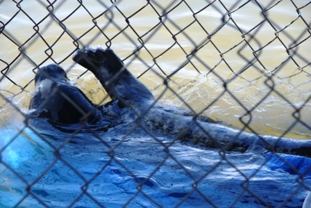 Hải cẩu “lưu lạc” vào vùng biển Thừa Thiên - Huế - 6