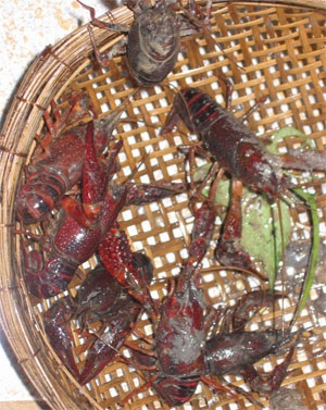Hậu Giang: Tiêu hủy 7 kg tôm hùm đỏ - 1 Hậu Giang: Tiêu hủy 7 kg tôm hùm đỏ - 1