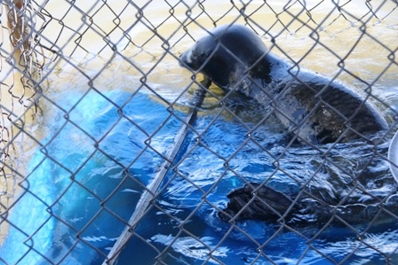 Hải cẩu “lưu lạc” vào vùng biển Thừa Thiên - Huế - 1