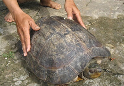 Tiền Giang: “Cụ rùa” nặng 13 kg - 1 Tiền Giang: “Cụ rùa” nặng 13 kg - 1