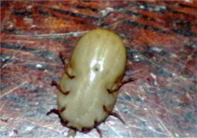 Cần biết các bệnh do ve truyền - 1