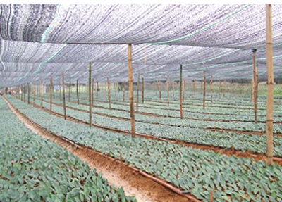 Trồng rừng nguyên liệu: Phát triển kinh tế, chống biến đổi khí hậu  - 1
