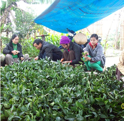 Trồng rừng nguyên liệu: Phát triển kinh tế, chống biến đổi khí hậu  - 2