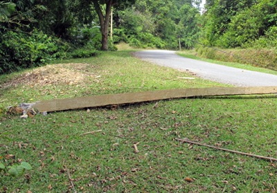 Voi dữ “tái xuất” quật gãy nhiều cột điện  - 1