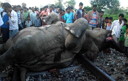 Đau lòng tàu cán chết 7 con voi hoang dã - 1 Đau lòng tàu cán chết 7 con voi hoang dã - 1