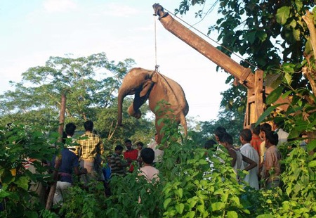 Đau lòng tàu cán chết 7 con voi hoang dã - 5 Đau lòng tàu cán chết 7 con voi hoang dã - 5