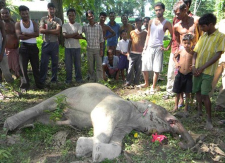 Đau lòng tàu cán chết 7 con voi hoang dã - 2 Đau lòng tàu cán chết 7 con voi hoang dã - 2