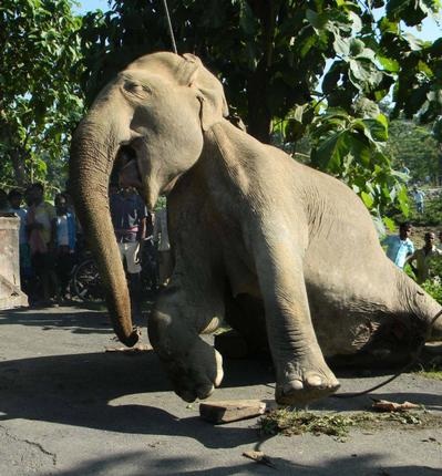 Đau lòng tàu cán chết 7 con voi hoang dã - 4 Đau lòng tàu cán chết 7 con voi hoang dã - 4