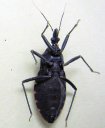 Bọ xít hút máu xuất hiện nhiều ở Huế - 1