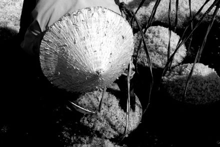 “Vũ điệu” trên cánh đồng muối - 11 “Vũ điệu” trên cánh đồng muối - 11