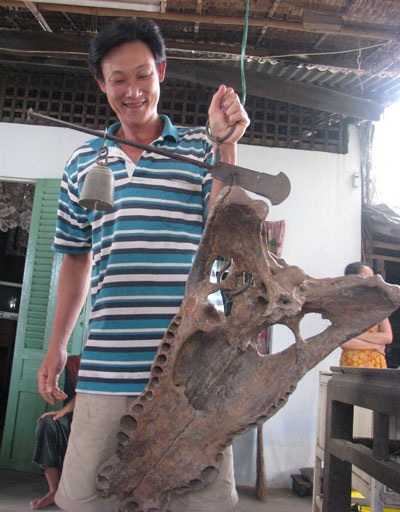 Xôn xao hàm cá sấu “đặc biệt” dưới lòng sông - 3 Xôn xao hàm cá sấu “đặc biệt” dưới lòng sông - 3