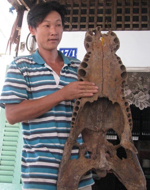 Thỏa thuận đưa “hàm cá sấu đặc biệt” vào Bảo tàng - 1 Thỏa thuận đưa “hàm cá sấu đặc biệt” vào Bảo tàng - 1