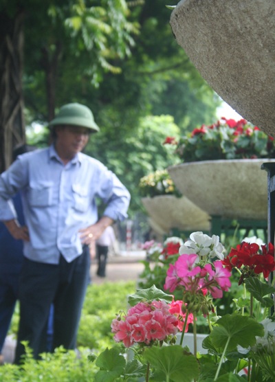 Hoa “thập diện mai phục” phố! - 4