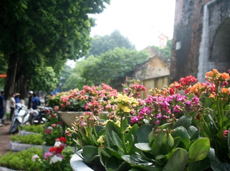 Hoa “thập diện mai phục” phố! - 9