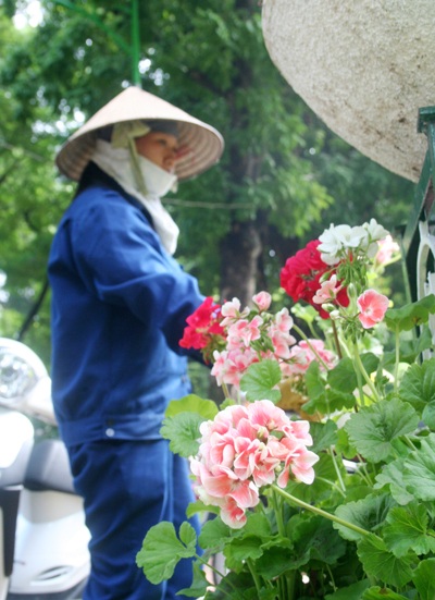 Hoa “thập diện mai phục” phố! - 2