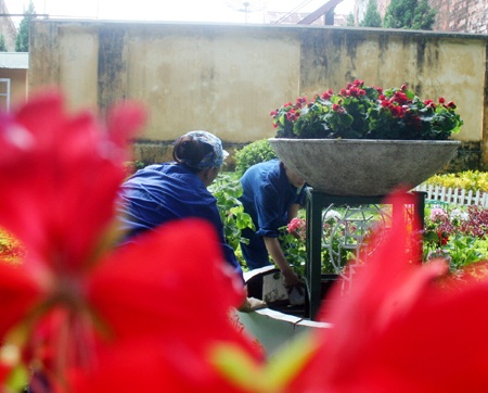 Hoa “thập diện mai phục” phố! - 3