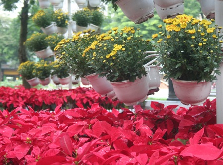 Hoa “thập diện mai phục” phố! - 8