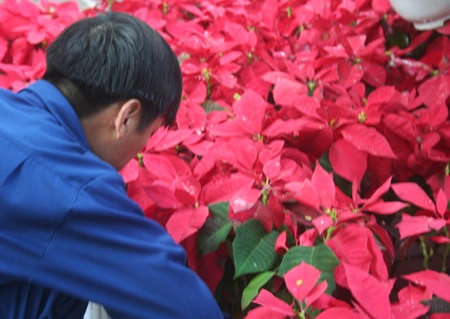 Hoa “thập diện mai phục” phố! - 6