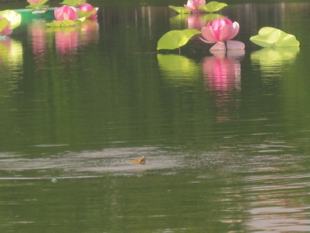 Thêm hình ảnh Cụ Rùa nổi chào mừng Đại lễ - 1