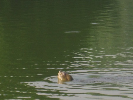 Thêm hình ảnh Cụ Rùa nổi chào mừng Đại lễ - 2