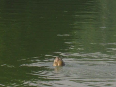 Thêm hình ảnh Cụ Rùa nổi chào mừng Đại lễ - 3