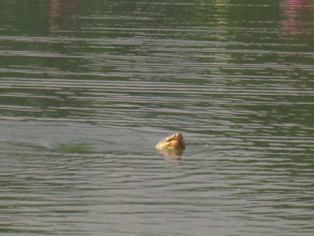 Thêm hình ảnh Cụ Rùa nổi chào mừng Đại lễ - 4