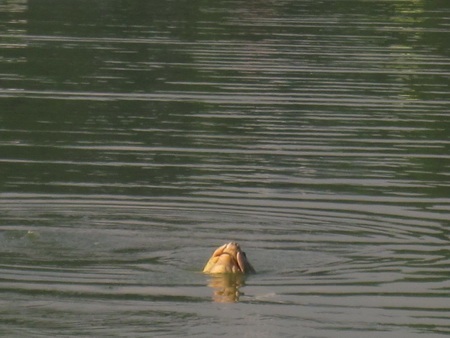 Thêm hình ảnh Cụ Rùa nổi chào mừng Đại lễ - 5