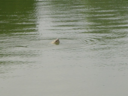 Cụ Rùa nổi trước ngày khai mạc Đại lễ  - 4