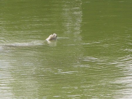 Cụ Rùa nổi trước ngày khai mạc Đại lễ  - 3