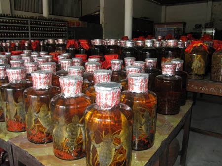 Chuyên gia môi trường phản đối triển lãm có 1.000 rùa quý - 2 Chuyên gia môi trường phản đối triển lãm có 1.000 rùa quý - 2