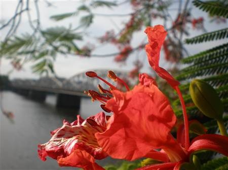 Chùm ảnh: Huyền diệu sắc màu thiên nhiên Huế - 4 Chùm ảnh: Huyền diệu sắc màu thiên nhiên Huế - 4