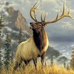 Ai nên sử dụng nhung hươu? - 1 Ai nên sử dụng nhung hươu? - 1