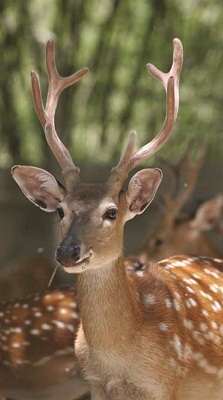 Ai nên sử dụng nhung hươu? - 2 Ai nên sử dụng nhung hươu? - 2