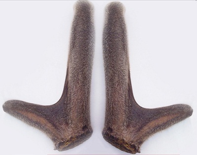 Ai nên sử dụng nhung hươu? - 4 Ai nên sử dụng nhung hươu? - 4