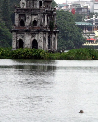 Cụ Rùa nổi đúng thời khắc khai mạc Đại lễ ngàn năm - 8