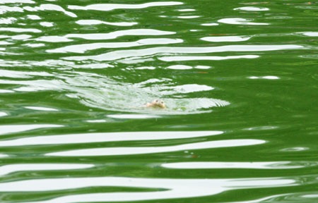 Cụ Rùa nổi đúng thời khắc khai mạc Đại lễ ngàn năm - 7