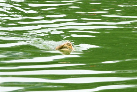 Cụ Rùa nổi đúng thời khắc khai mạc Đại lễ ngàn năm - 6