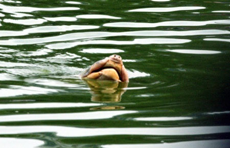 Cụ Rùa nổi đúng thời khắc khai mạc Đại lễ ngàn năm - 1