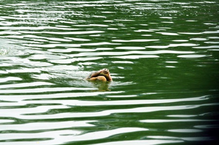 Cụ Rùa nổi đúng thời khắc khai mạc Đại lễ ngàn năm - 2