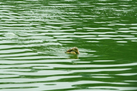 Cụ Rùa nổi đúng thời khắc khai mạc Đại lễ ngàn năm - 5