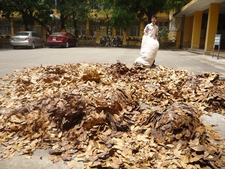 Sinh viên Bách khoa làm thuốc nhuộm từ lá cây - 4