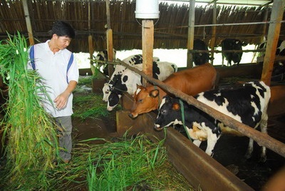 Để người nuôi bò sữa giảm chi phí, tăng thu nhập, phát triển bền vững - 1 Để người nuôi bò sữa giảm chi phí, tăng thu nhập, phát triển bền vững - 1